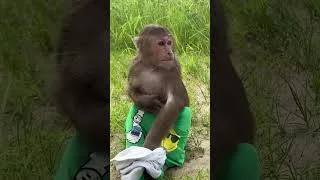 Thumbnail: cutis bathing in the river#cutis #monkey #animals #shortsvideo