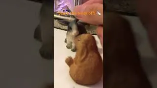 Thumbnail: Scare the Bully Off! #animaltoys #rabbit #animals #bully #meanrabbit