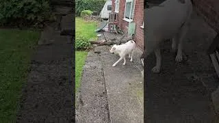 Thumbnail: it's been a while since i've posted a clip of her. #dogs #pets #animals #playtime #CYB3R1990