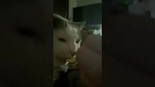 Thumbnail: Crunch #cat