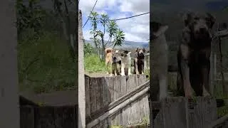 Thumbnail: Ecuador dogs - danger as hell! #shorts #ecuador
