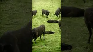 Thumbnail: cows & cows & cows