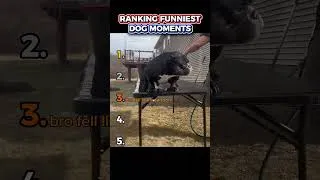 Thumbnail: Ranking Funniest Dog Moments
