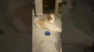 Thumbnail: DGA Vlogs: Tiki The Pomsky's Button Training