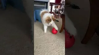 Thumbnail: DGA Vlogs: Tiki The Pomsky Loves Boxing For Treats