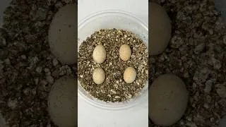 Thumbnail: Starting to get really sandy in the reptile room! Anyone know what species these eggs come from?! 👀