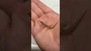 Thumbnail: Algerian sand gecko (Tropiocolotes steudneri)