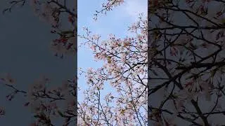 Thumbnail: Classical Masterpiece for Stress Relief (Short)