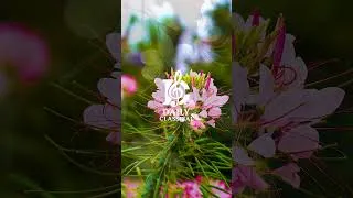 Thumbnail: One Minute of Pure Calm – Classical Piano to Relax, Focus & Inspire