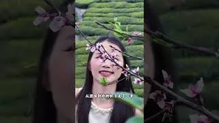 Thumbnail: Unveiled: The First Sip of Spring Tea - The Tea Mountain Awakens
