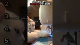Thumbnail: Cats Outsmarting Everyone 😼🔥 #shorts