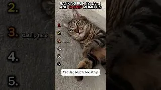 Thumbnail: Cats on Catnip 😹🌿 Funniest Moments #shorts