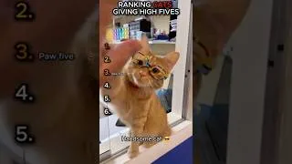 Thumbnail: Ranking the Cutest Cat High Fives Ever 🐾😍 #shorts