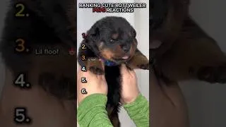 Thumbnail: Funny & Cute Rottweiler Puppies Compilation 😂🐾 #shorts