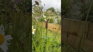 Thumbnail: 2 years later ………. Yay or Nay? #wildflowers