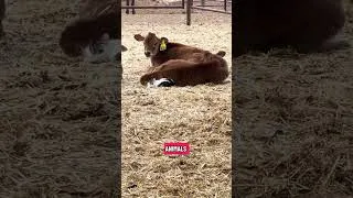Thumbnail: Just some Monday morning cuteness