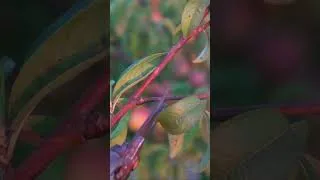 Thumbnail: Avoid This Pruning Mistakes