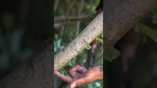 Thumbnail: Prune Large Branches Like This