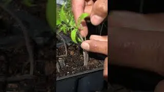 Thumbnail: Do Not Thin Seedlings, DO This Instead!