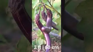 Thumbnail: Grow Huge Harvest of Eggplants Every Week