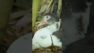 Thumbnail: Harvesting Giant Duck and Lots of Eggs From Jungle #harvesting #duck #egg