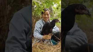 Thumbnail: How To Harvest Chicken In The Forest #howtoharvest #harvest #chicken