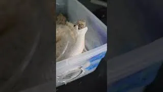 Thumbnail: Feeding My Reptiles This STRANGE New Food