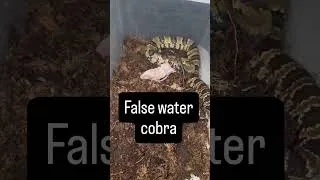 Thumbnail: Adorable Monitor Gets 1st Meal