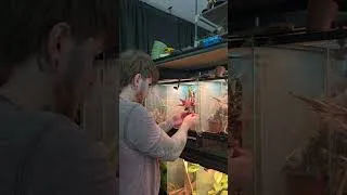 Thumbnail: How We Saved This Bioactive Viv!