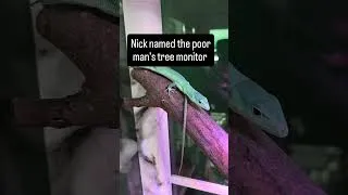 Thumbnail: Have You Heard Of This Reptile?