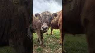 Thumbnail: Wait For It… Kilda was very much enjoying her breakfast this morning