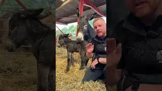Thumbnail: Starr Has Finally Given Birth To A New Foal! But Something Strange Happened During The Birth...