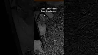 Thumbnail: Goats Can Be Really Scary Sometimes... #scary #goat