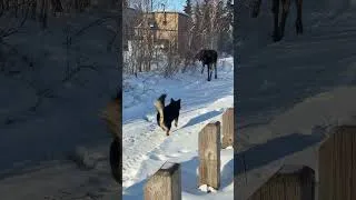 Thumbnail: The moose! Upclose! #ytshorts #alaska #moose #winter