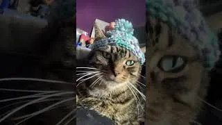 Thumbnail: Matching Hats For Me and My Cat