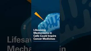 Thumbnail: Lifesaving Mechanisms in Cells Could Inspire Cancer Medicines