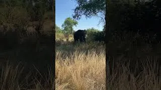 Thumbnail: Curious elephant in the wild 👀 🐘