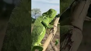 Thumbnail: Chameleons in our vineyard -  Zambia, Kafue National Park