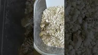 Thumbnail: Baby Dragons Cracking Out of Their Shells Right Now #hatching #wildlife