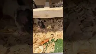 Thumbnail: We Are Now Breeding Our Own Rodents