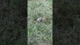 Thumbnail: Dozer, The Russian Tortoise, Takes a Walk