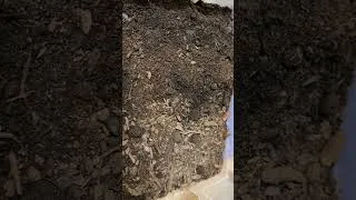 Thumbnail: Rankin's Dragon Eggs!