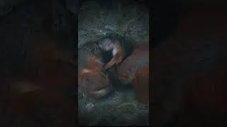Thumbnail: Oh to be a little squirrel asleep in a cosy drey 🥺 #squirrels #cuteanimals #wildlife