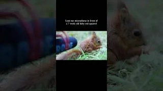 Thumbnail: Baby Pear! 🥹 I can’t believe this video is now 6 years old. 🐿️🫶🏻 #animals