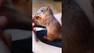 Thumbnail: The Life of Little Roo 🐿️❤️ New episode coming soon! #nature #animals #Roo