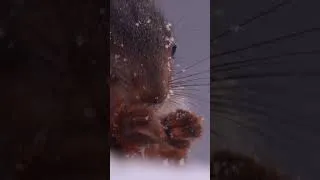 Thumbnail: Have you seen a Red Squirrel close up?