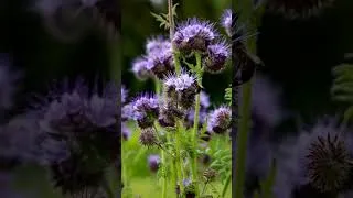 Thumbnail: 🐝 Happy World Bee Day at Ballymaloe Cookery School