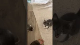 Thumbnail: My Kittens Meet THEIR REAL MOM for the first time… (reunited)