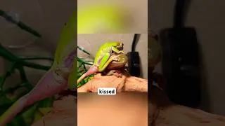 Thumbnail: My Frog Met His NEW GIRLFRIEND. (things went really wrong)