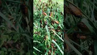 Thumbnail: They’re here…… #cicadas #cicada #broodxiii